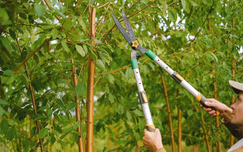 Tree trimming in Merrill, IA